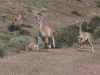 Torres del Paine: Guanacos