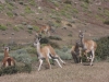 Torres del Paine: Guanacos