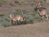 Torres del Paine: Guanacos