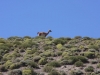 Torres del Paine: Guanaco auf Wache