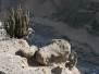Arequipa - Canyon de Colca
