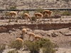 Auf der Fahrt zum Canyon-de-Colca