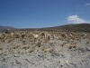 Auf der Fahrt zum Canyon-de-Colca