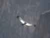 Canyon de Colca, Andenkondor