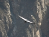 Canyon de Colca, Andenkondor