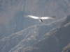 Canyon de Colca, Andenkondor