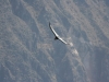 Canyon de Colca, Andenkondor