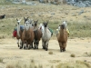 Wanderung Olleros-Chavin, Llamas