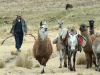 Wanderung Olleros-Chavin, Llamas