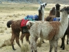 Wanderung Olleros-Chavin, Llamas