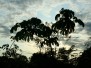 Manú