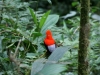 Klippenvogel, Gallito de las Rocas, Cock of the Rocks