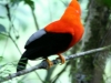 Klippenvogel, Gallito de las Rocas, Cock of the Rocks