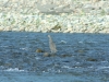 Die ersten Stunden auf dem Fluß, Vogel beim Fischen