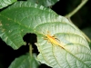 Nachtwanderung: Insekten-Tarnung vom feinsten