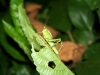 Nachtwanderung: Insekten-Tarnung vom feinsten