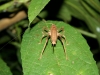 Nachtwanderung: Insekten-Tarnung vom feinsten