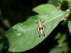 Nachtwanderung: Insekten-Tarnung vom feinsten