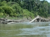 Rio Madre de Dios, naturbelassen, viele Bäume machen die Fahrt interessant