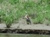 Auf dem Fluß: Enten-Art