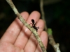 Dschungelwanderung: Sichtbare Tierwelt von Insekten dominiert