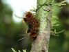 Dschungelwanderung: Sichtbare Tierwelt von Insekten dominiert