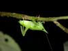 Nachtwanderung: fantastische Tarnung, Insekten sind per Taschenlampe mit etwas übung an den leuchtenden Augen zu erkennen
