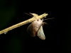 Nachtwanderung: Insekten sind per Taschenlampe mit etwas übung an den leuchtenden Augen zu erkennen