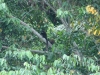 Brauner Affe (Art?), erste Sichtung im Manu