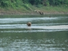 Baby-Capybara: Wasserschein (größte Rattenart der Welt)