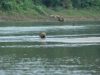 Baby-Capybara: Wasserschein (größte Rattenart der Welt)