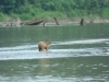 Baby-Capybara: Wasserschein (größte Rattenart der Welt)