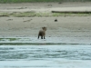 Baby-Capybara: Wasserschein (größte Rattenart der Welt)