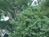Affen sind oft nur schwer in den Bäumen auszumachen: Kaiser-Tamarin???