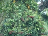 Affen sind oft nur schwer in den Bäumen auszumachen: brauner Kapuziner-Affe