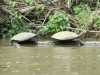 Schildkröten tanken Morgen-Sonne
