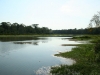 Cocha Otorongo, Oxbow Lake, mit Riesenottern (nur von weitem gesehen)