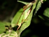 Nachtwanderung: erstaunlich getarnte Insekten