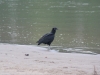 Vogel am Fluß Manu: Aasfresser, die Müllpolizei