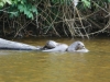 Cocha Salvador: Riesen-Otter