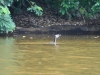 Cocha Salvador: Fisch-Paradies auch für Vögel