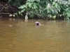 Cocha Salvador: Riesen-Otter