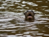 Cocha Salvador: Riesen-Otter