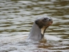 Cocha Salvador: Riesen-Otter