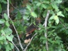 Cocha Otorongo: Hoatzin, Paradies auch für Vögel