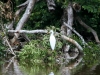 Cocha Salvador: Vogelparadies