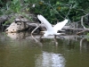 Cocha Salvador: Vogelparadies