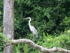 Cocha Salvador: Vogelparadies