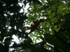 Affen überall um uns herum: Squirrel Monkeys, Totenkopf-Äffchen