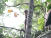 Affen überall um uns herum, Totenkopf-Äffchen, Squirrel Monkey